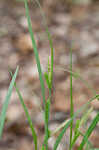 Limestone meadow sedge